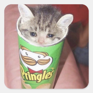 trieste kat in pringles kan vierkante sticker