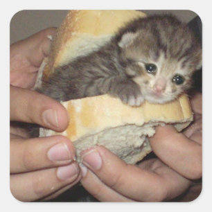 Trieste kat sandwich vierkante sticker