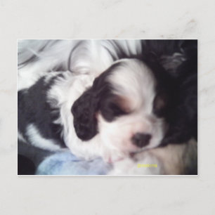 Trigekleurde snorpjespuppy briefkaart