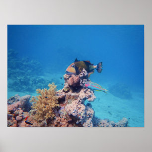 Triggerfish rust op een koraalblok bij koraalrif poster