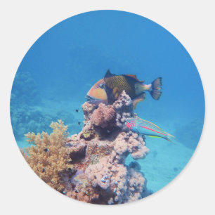 Triggerfish rust op een koraalblok bij koraalrif ronde sticker