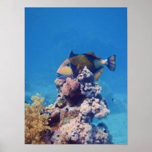 Triggerfish - Schilderachtig op een koraalblok Poster