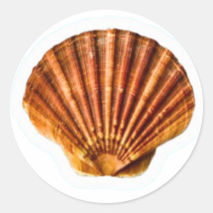 Triljoen Oranje Sint-Jakobsschelp Sticker, Klassie Ronde Sticker