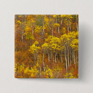 Trillende espengroep in piek herfst kleur in 2 vierkante button 5,1 cm
