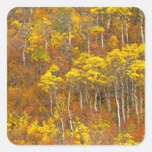 Trillende espengroep in piek herfst kleur in 2 vierkante sticker