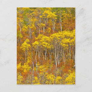 Trillende espengroep in piek herfst kleur in briefkaart