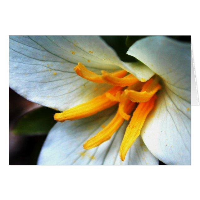 Trillium (Devant Horizontal)