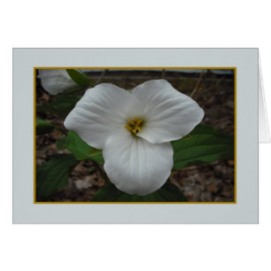 Trillium Beauty - Blank Inside