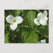 Trillium Briefkaart (Voorkant)