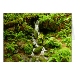 Trillium Falls à Redwood National Park