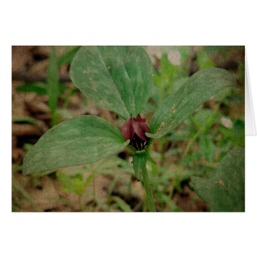 Trillium Flower (Devant horizontal)