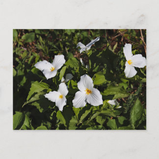 Trillium grandiflorum, Michigan's Boven schiereila Briefkaart