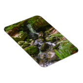 Trillium Herfsten Redwood National Park, Californi Magneet (Rechterzijde)