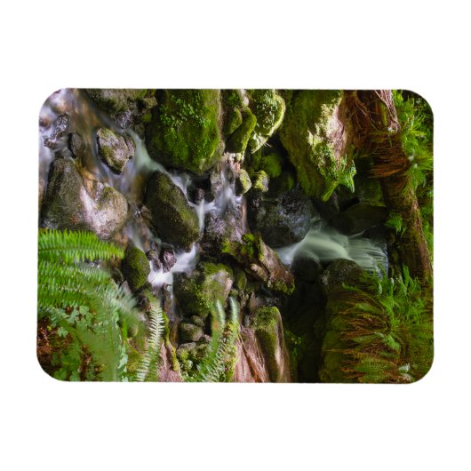 Trillium Herfsten Redwood National Park, Californi Magneet (Horizontaal)