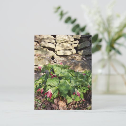 Trillium in Springtime Briefkaart (Staand voorkant)