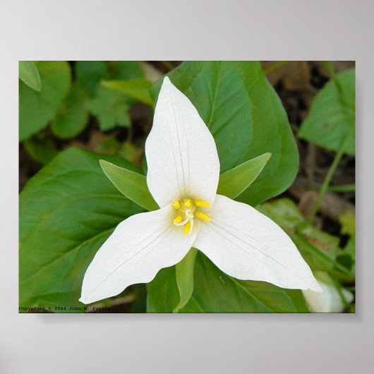Trillium Poster (Voorkant)