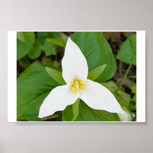 Trillium Poster (Voorkant)