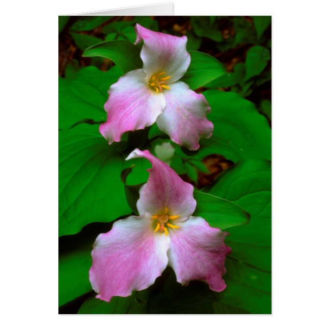 Trillium-wildbloem (Voorkant)