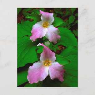 Trillium-wildbloem Briefkaart