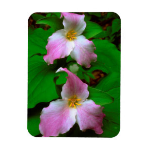 Trillium-wildbloem Magneet