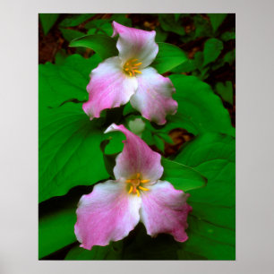 Trillium-wildbloem Poster