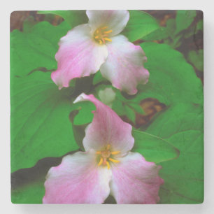 Trillium-wildbloem Stenen Onderzetter