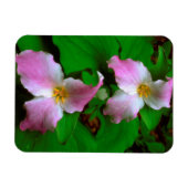 Trillium Wildflower Magneet (Horizontaal)