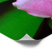 Trillium Wildflower Poster (Hoek)