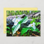TRILLIUMS BRIEFKAART (Voorkant / Achterkant)