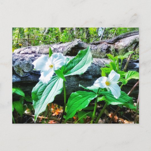 TRILLIUMS BRIEFKAART (Voorkant)