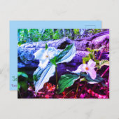 TRILLIUMS RAINBOW BRIEFKAART (Voorkant / Achterkant)