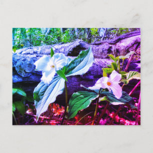 TRILLIUMS RAINBOW BRIEFKAART