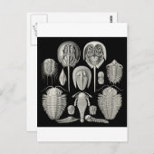 Trilobite! Briefkaart (Voorkant / Achterkant)