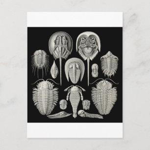 Trilobite! Briefkaart