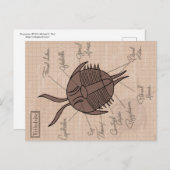 Trilobite Briefkaart (Voorkant / Achterkant)