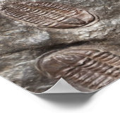 Trilobite, Fossil : affiche des FOSSILES TRILOBITE (Coin)
