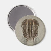 Trilobite Fossil Magnet (Recto/Verso)