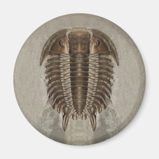 Trilobite Fossil Magnet (Devant)