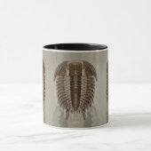 Trilobite Fossil Mok (Midden)