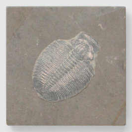 Trilobite Fossil Stenen Onderzetter