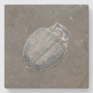 Trilobite Fossil Stenen Onderzetter