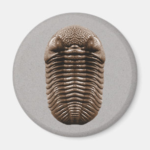 Trilobite Magnet Magneet