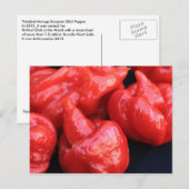 Trinidad Moruga Scorpion Chili Pepper Briefkaart (Voorkant / Achterkant)