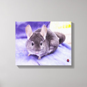 Trinket. - Chinchilla Canvas Print
