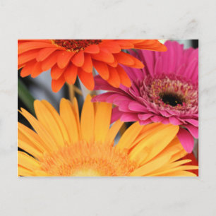 Trio Briefkaart