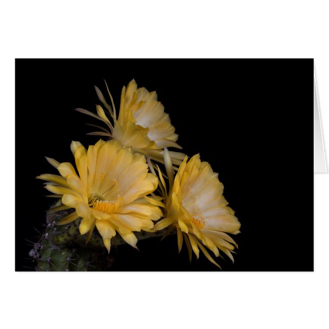 Trio de Charlemagne (Devant horizontal)