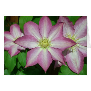 Trio de Clematis Pink and White Spring Vine