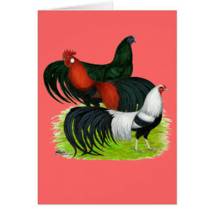 Trio de coq à longue queue