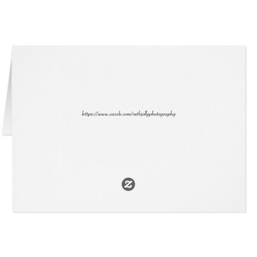 Trio de fleurs de cactus blancs (Dos Horizontal)