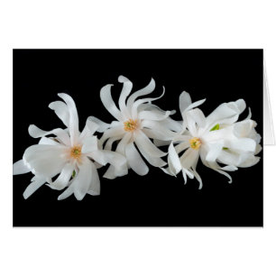 Trio de fleurs de magnolia sur fond noir